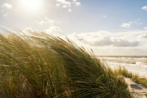 Ostsee, Fischland, Darß, Weststrand, Küste bei Sturm, Dünengras im Wind, Gegenlicht Ostsee, Fischland, Darß, Weststrand, Küste bei Sturm, Dünengras im Wind, Gegenlicht